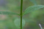 Allegheny monkeyflower